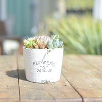 【Succulents】多肉植物寄せ植え