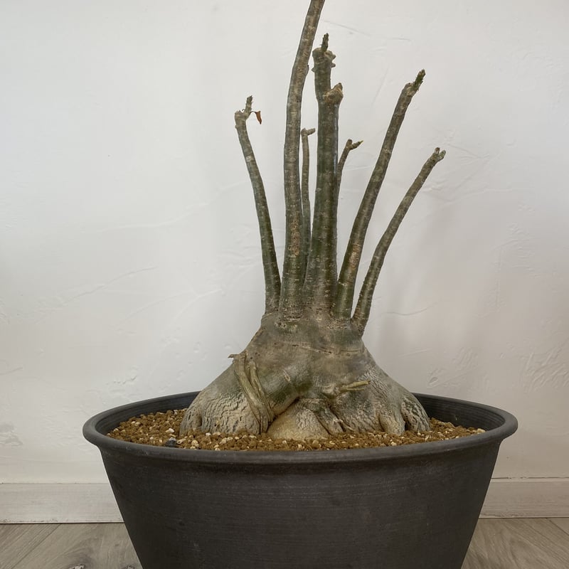 Adenium socotranum】アデニウム・ソコトラナム | ACE GARAGE 8