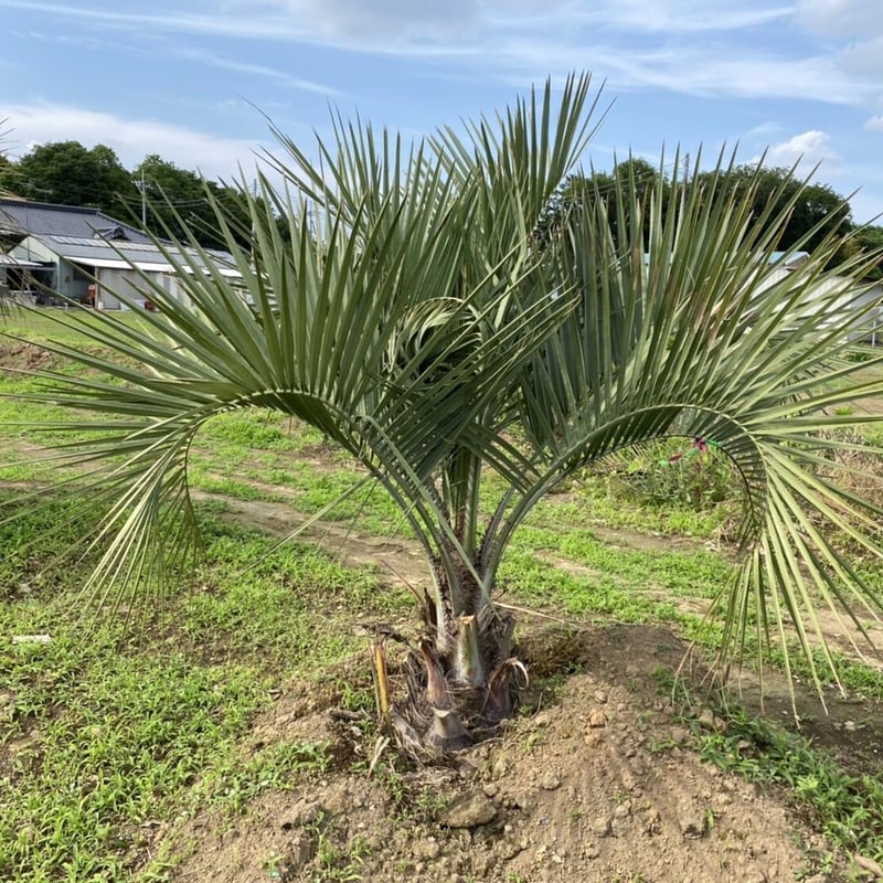 Butia yatay】ココスヤシ | ACE GARAGE 8 - BACK YARD -