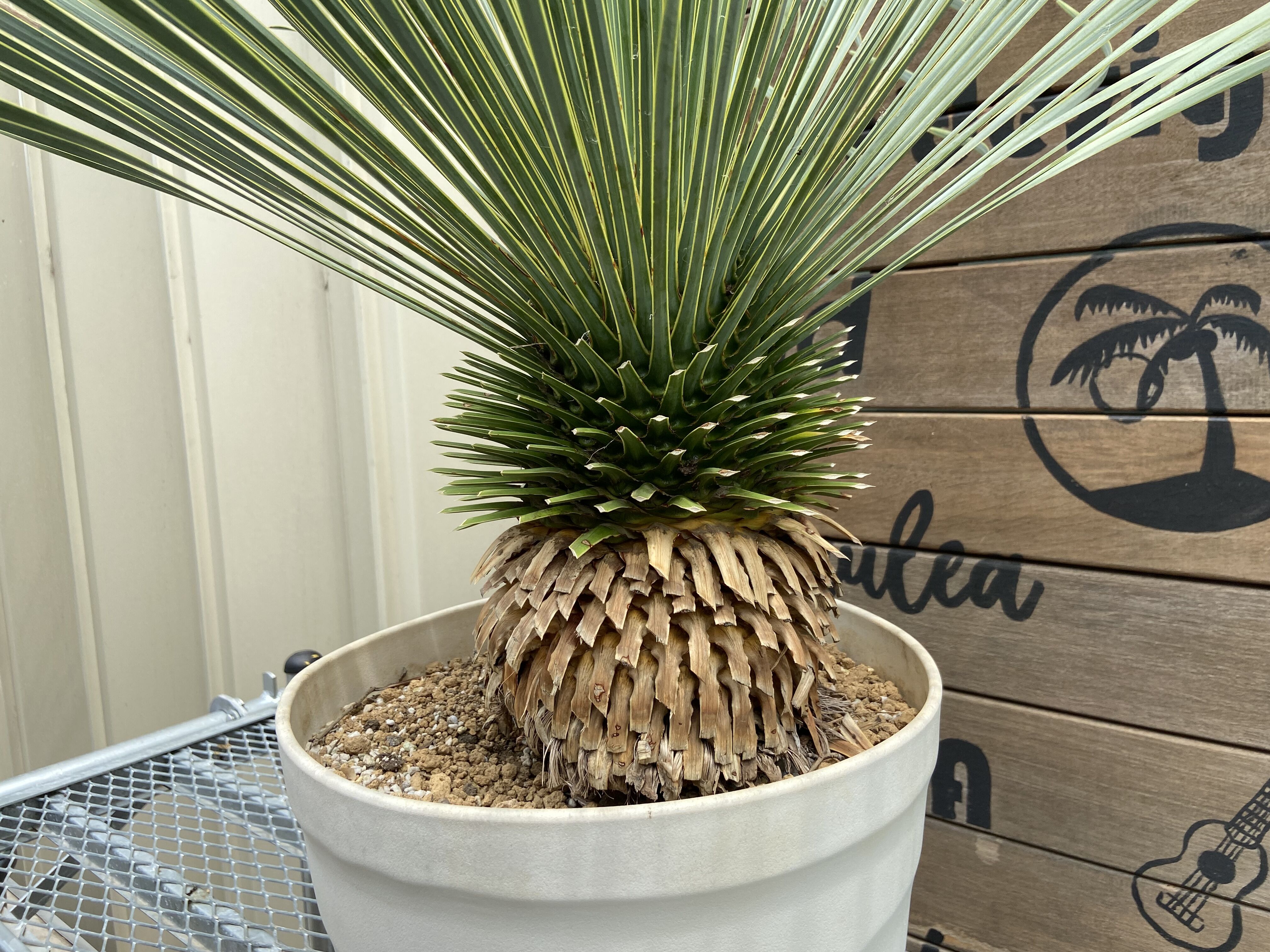 Yucca rostrata】ユッカ・ロストラータ | ACE GARAGE 8 - BAC