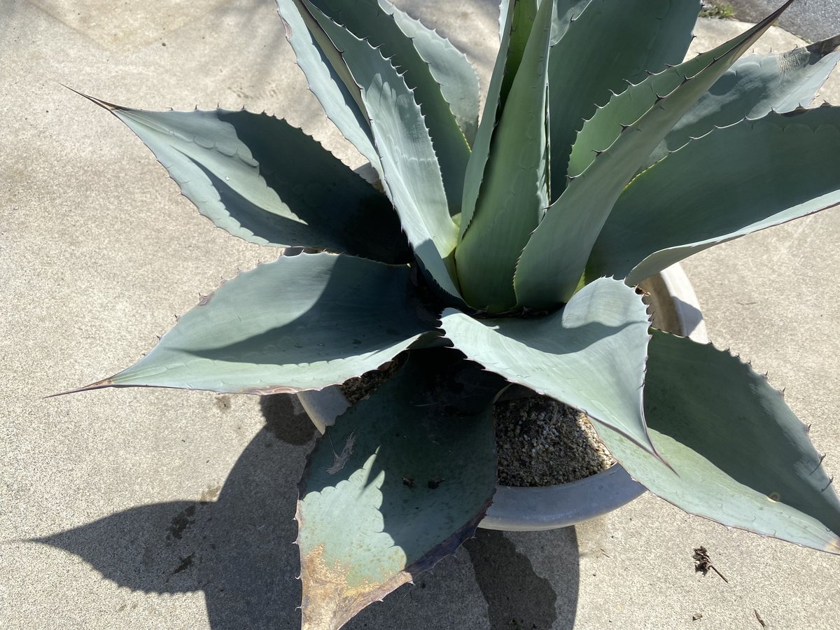 【Agave ovatifolia】アガベ・オバティフォリア | ACE GARAGE 8 -...