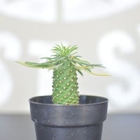 【Euphorbia bupleurifolia】ユーフォルビア・ソテツキリン
