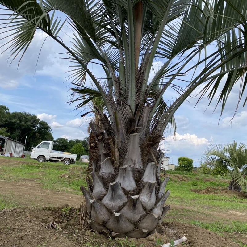 Butia yatay】ココスヤシ | ACE GARAGE 8 - BACK YARD -