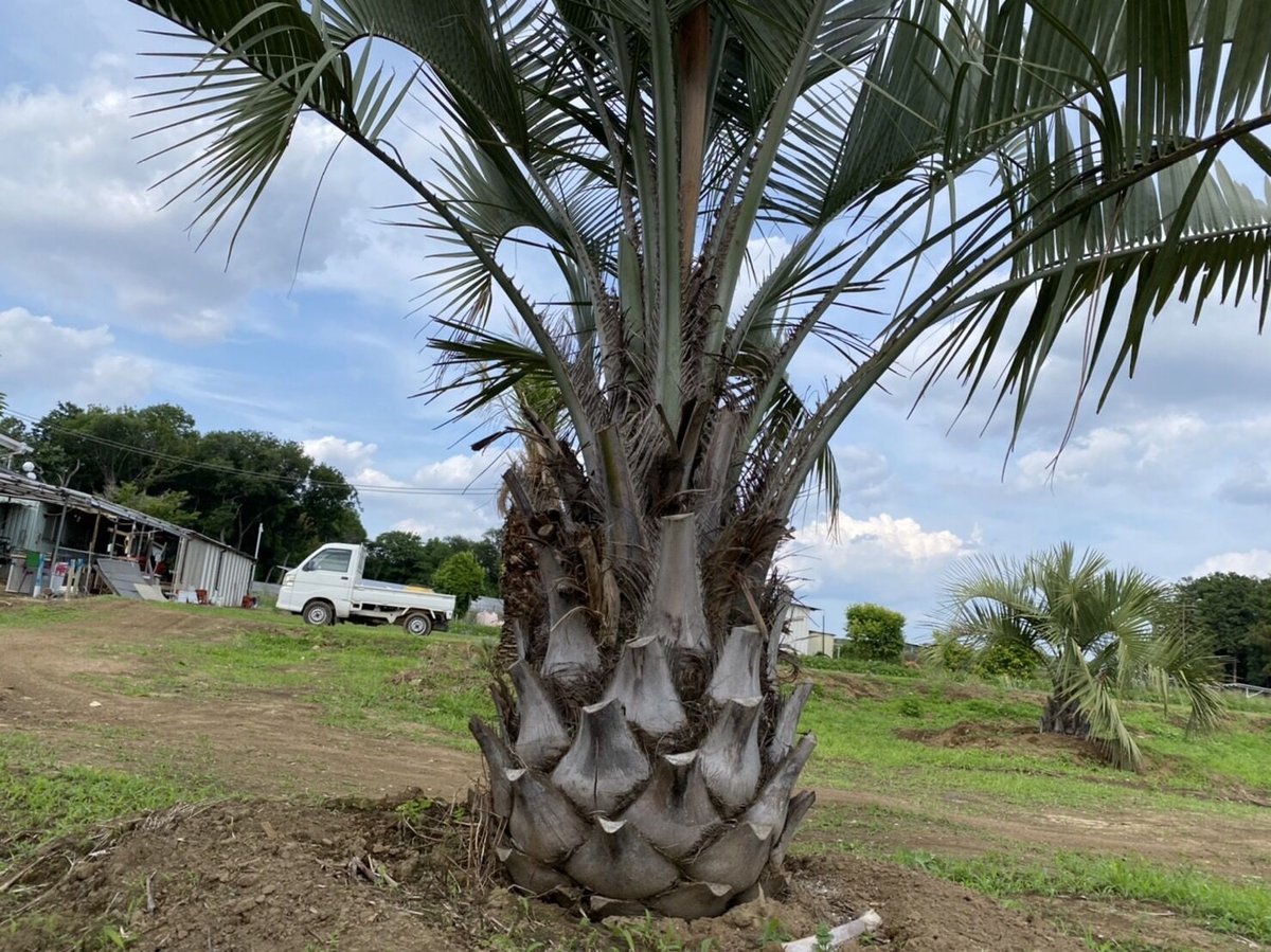 ココスヤシ【24-481】 ココスヤシ【24-481】