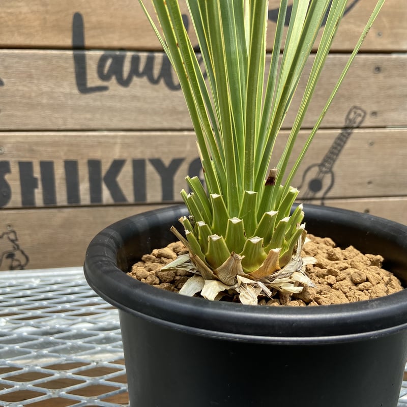 【AL1024】ユッカ　ロストラータ Yucca rostrata】ユッカ・ロストラータ | ACE GARAGE 8 - BAC