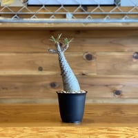 【Pachypodium gracilius】パキポディウム・グラキリス
