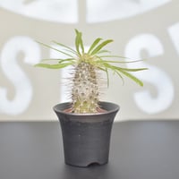 【Pachypodium lamerei】パキポディウムラメリー