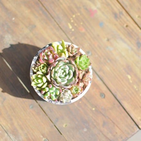 【Succulents】多肉植物寄せ植え