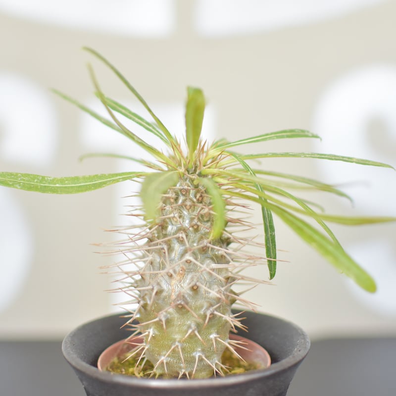 Pachypodium lamerei】パキポディウムラメリー | ACE GARAGE 8 Pachypodium lamerei】パキポディウムラメリー | ACE GARAGE 8