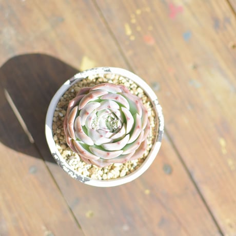 【Succulents】多肉植物┊孤星