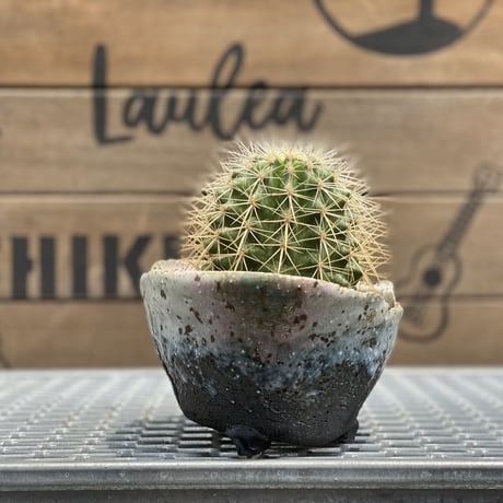 【Cactus】エキノカクタス　白刺金鯱