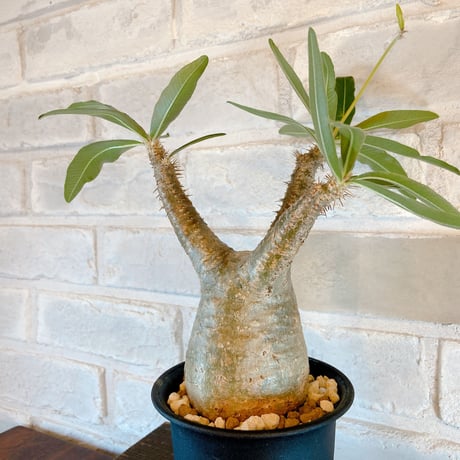 【Pachypodium gracilius】パキポディウム・グラキリス