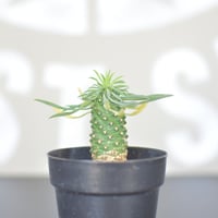 【Euphorbia bupleurifolia】ユーフォルビア・ソテツキリン