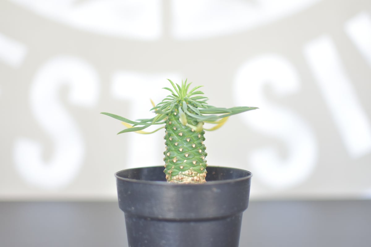 Euphorbia bupleurifolia】ユーフォルビア・ソテツキリン | ACE G