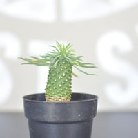 【Euphorbia bupleurifolia】ユーフォルビア・ソテツキリン