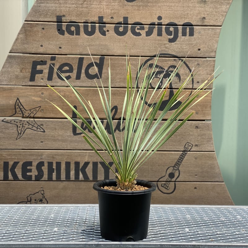 Yucca rostrata】ユッカ・ロストラータ | ACE GARAGE 8 - BAC