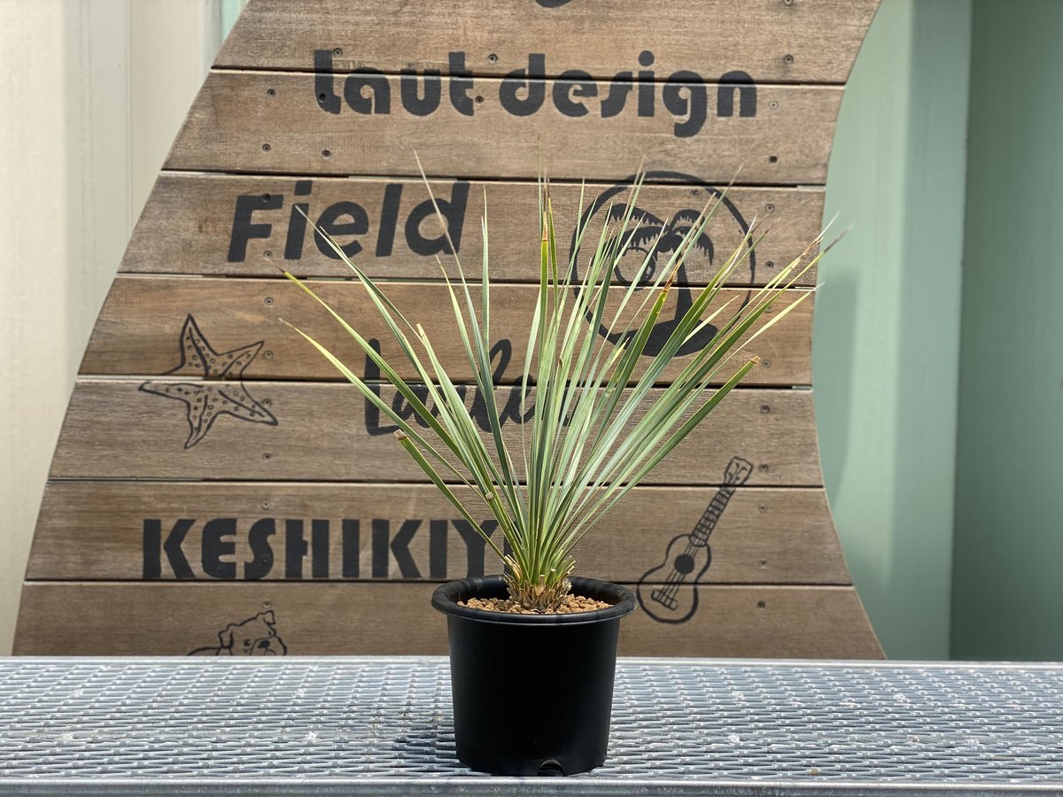 ユッカロストラータ100株＋α ユッカロストラータ100株＋α ユッカロストラータ100株＋α ユッカ