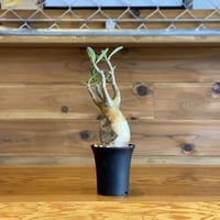 【Pachypodium gracilius】パキポディウム・グラキリス