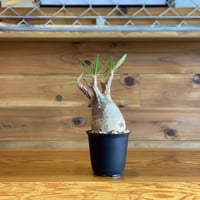 【Pachypodium gracilius】パキポディウム・グラキリス