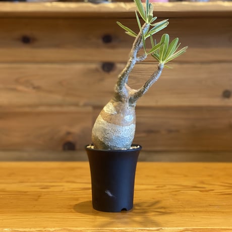 【Pachypodium gracilius】パキポディウム・グラキリス
