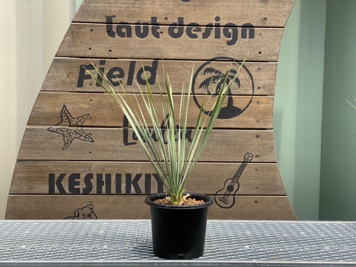 ハギ→ ユッカ ロストラータ yucca rostrata（発根済）#28 Yucca rostrata】ユッカ・ロストラータ | ACE GARAGE 8 - BAC