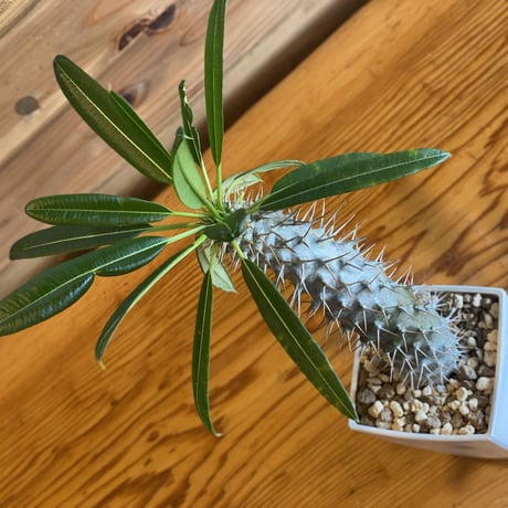 【Pachypodium lamerei】パキポディウムラメリー