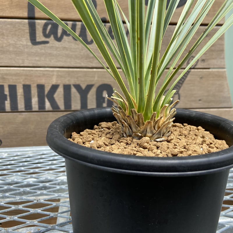 【AL915】ユッカ　ロストラータ Yucca rostrata】ユッカ・ロストラータ | ACE GARAGE 8 - BAC