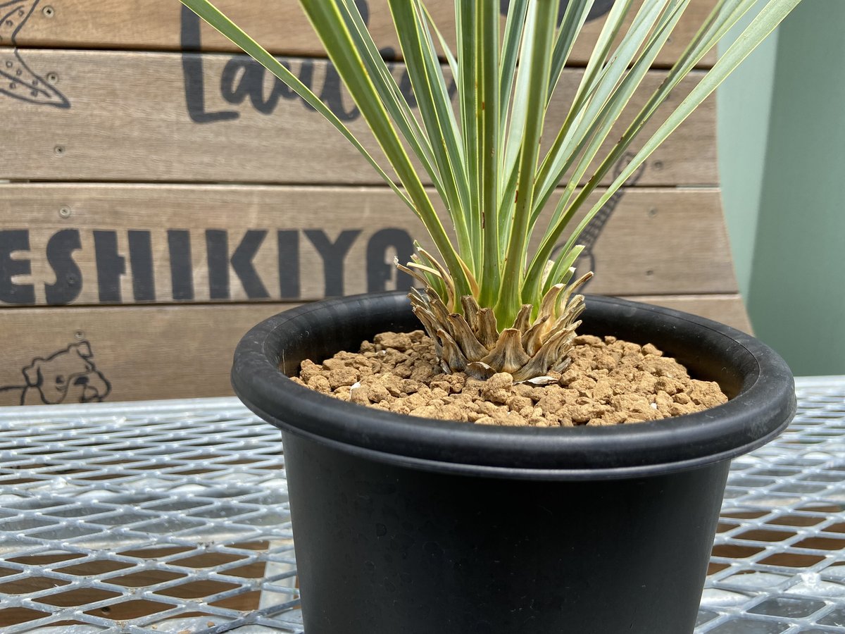 ユッカ　ロストラータ　あ 楽天市場】おしゃれ 観葉植物：ユッカ ロストラータ*セラアート