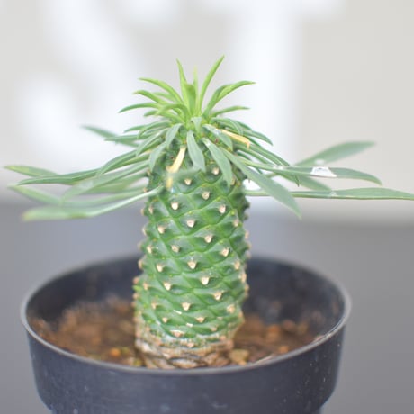 【Euphorbia bupleurifolia】ユーフォルビア・ソテツキリン