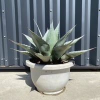 【Agave ovatifolia】アガベ・オバティフォリア