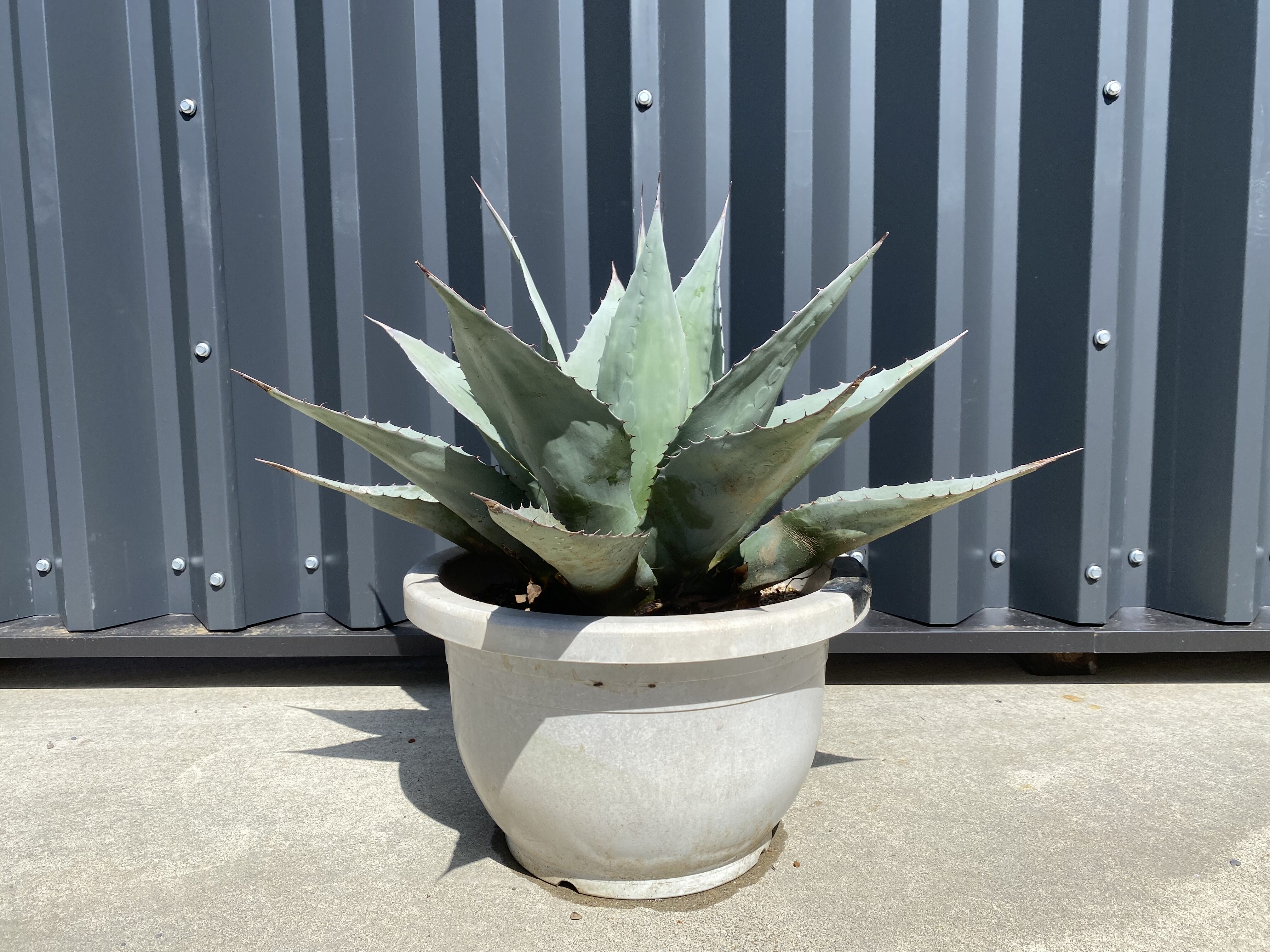 Agave ovatifolia】アガベ・オバティフォリア | ACE GARAGE 8 -