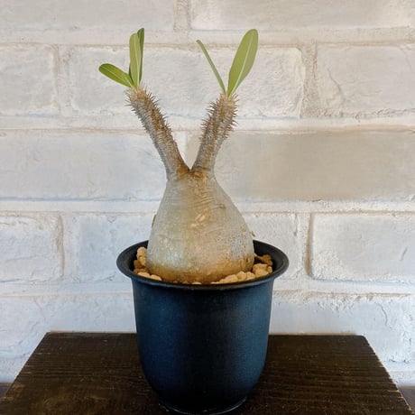 【Pachypodium gracilius】パキポディウム・グラキリス