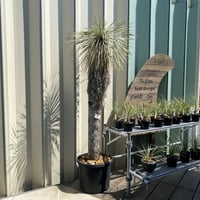 【Yucca rostrata】ユッカ・ロストラータ