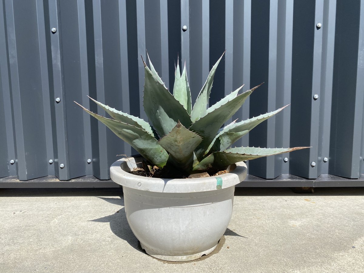 Agave ovatifolia】アガベ・オバティフォリア | ACE GARAGE 8 -...