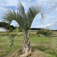 【Butia yatay】ココスヤシ