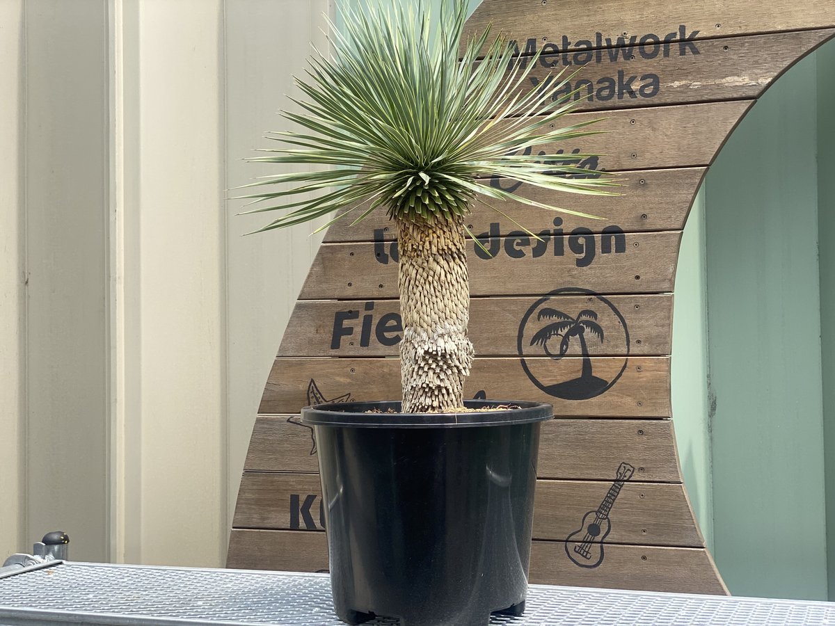 Yucca rostrata】ユッカ・ロストラータ | ACE GARAGE 8 - BAC