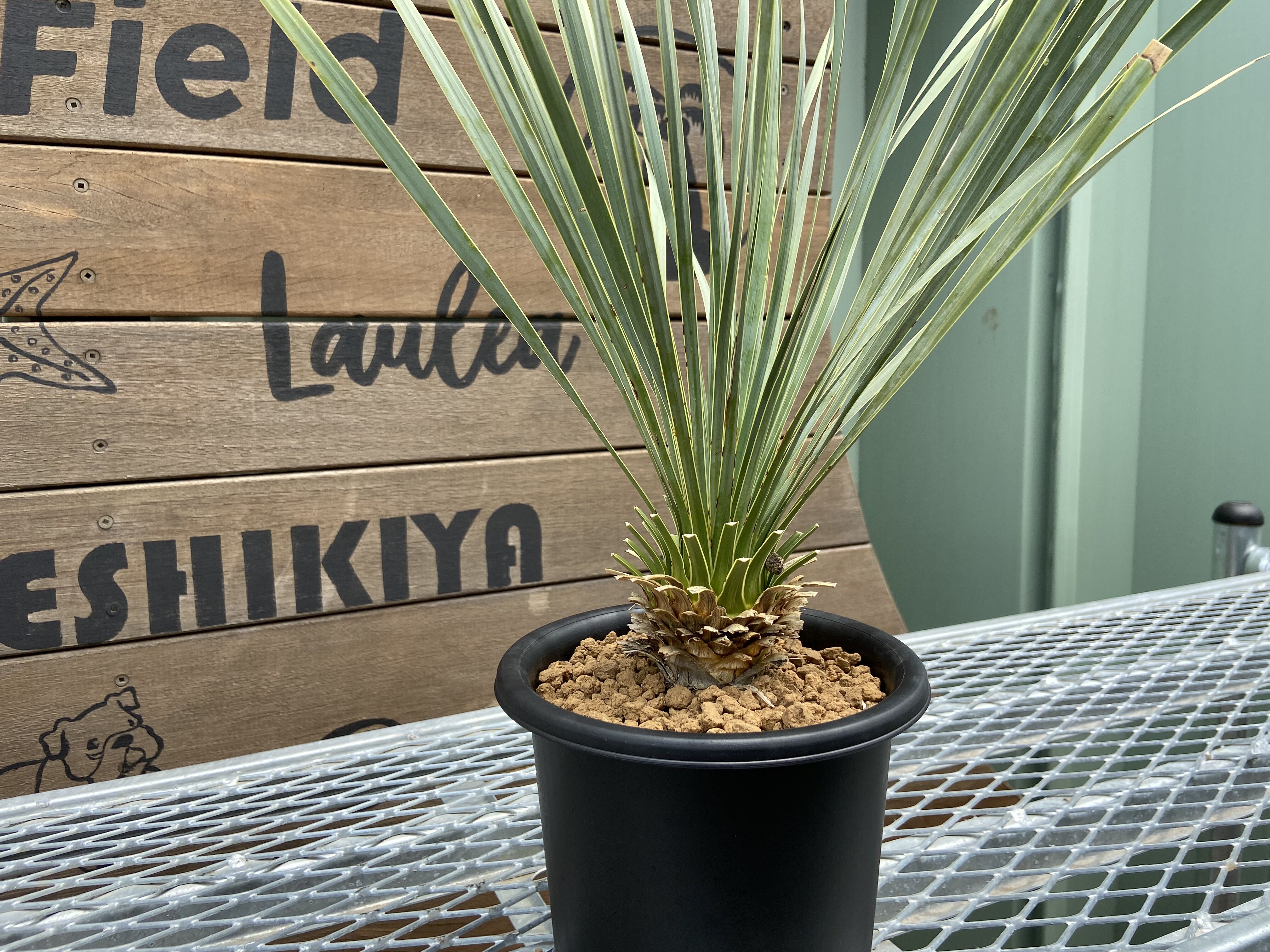 Yucca rostrata】ユッカ・ロストラータ | ACE GARAGE 8 - BAC