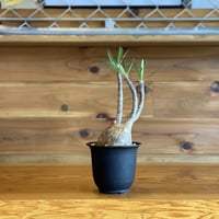 【Pachypodium gracilius】パキポディウム・グラキリス