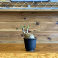 【Pachypodium gracilius】パキポディウム・グラキリス
