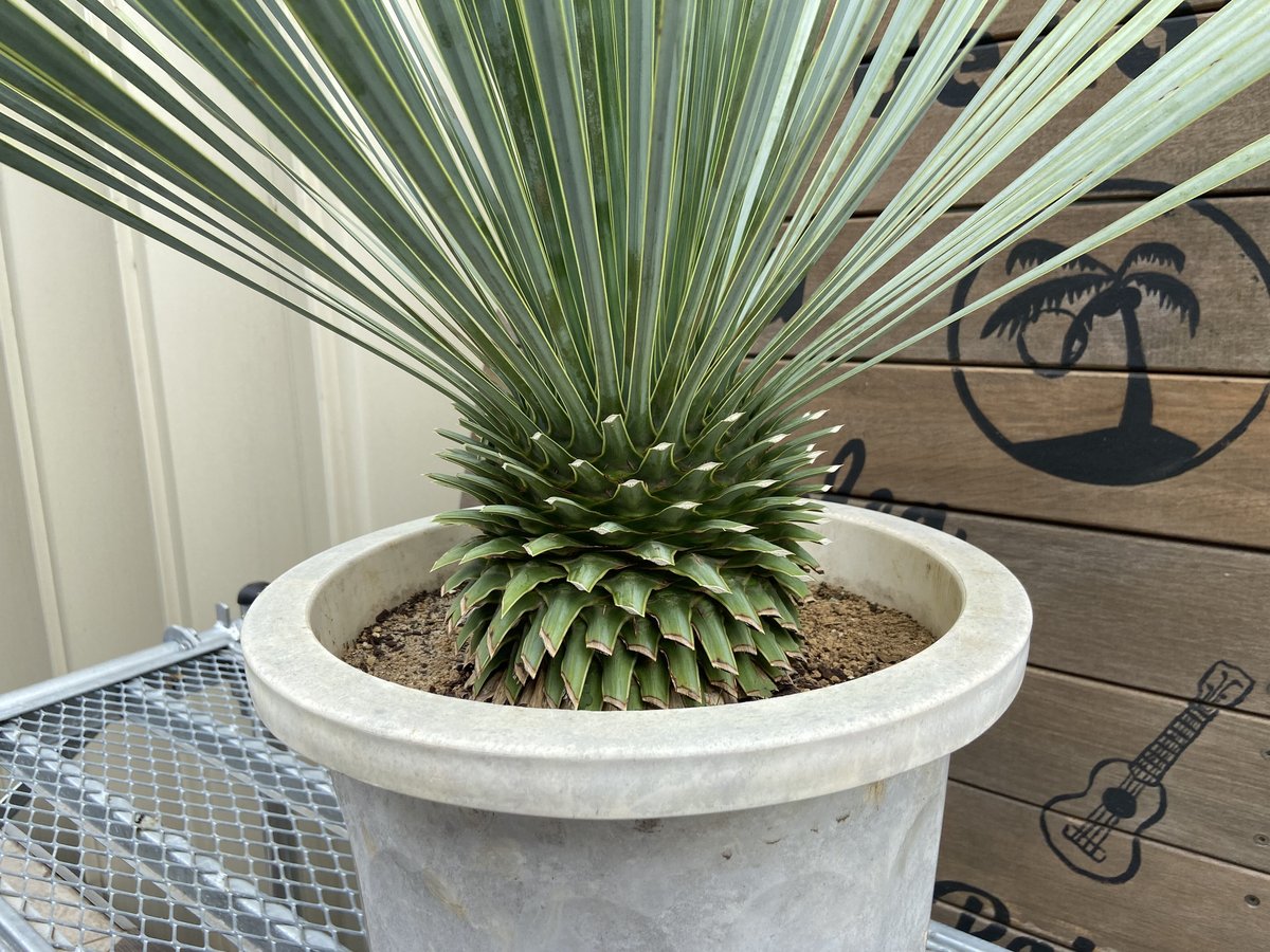 ユッカ ロストラータ （樹高:約85cm）Apr52 【公式通販】