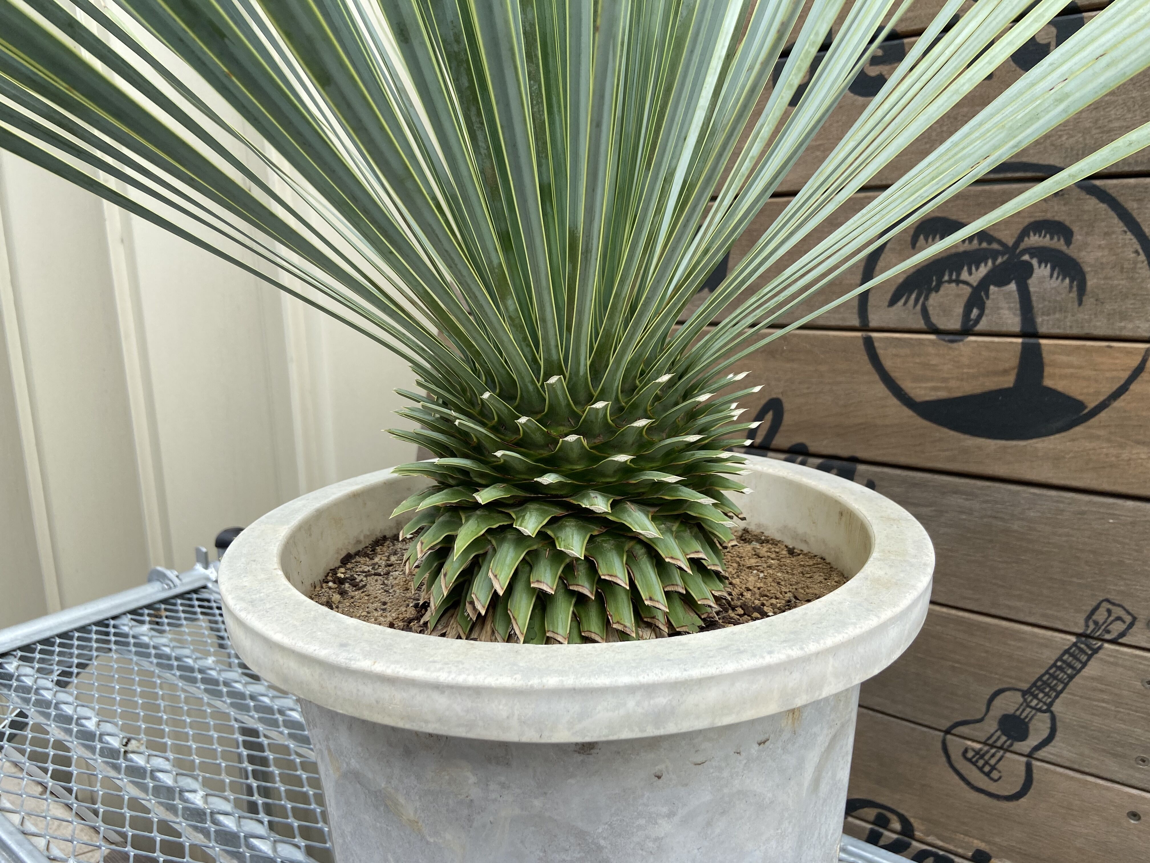 Yucca rostrata】ユッカ・ロストラータ | ACE GARAGE 8 - BAC