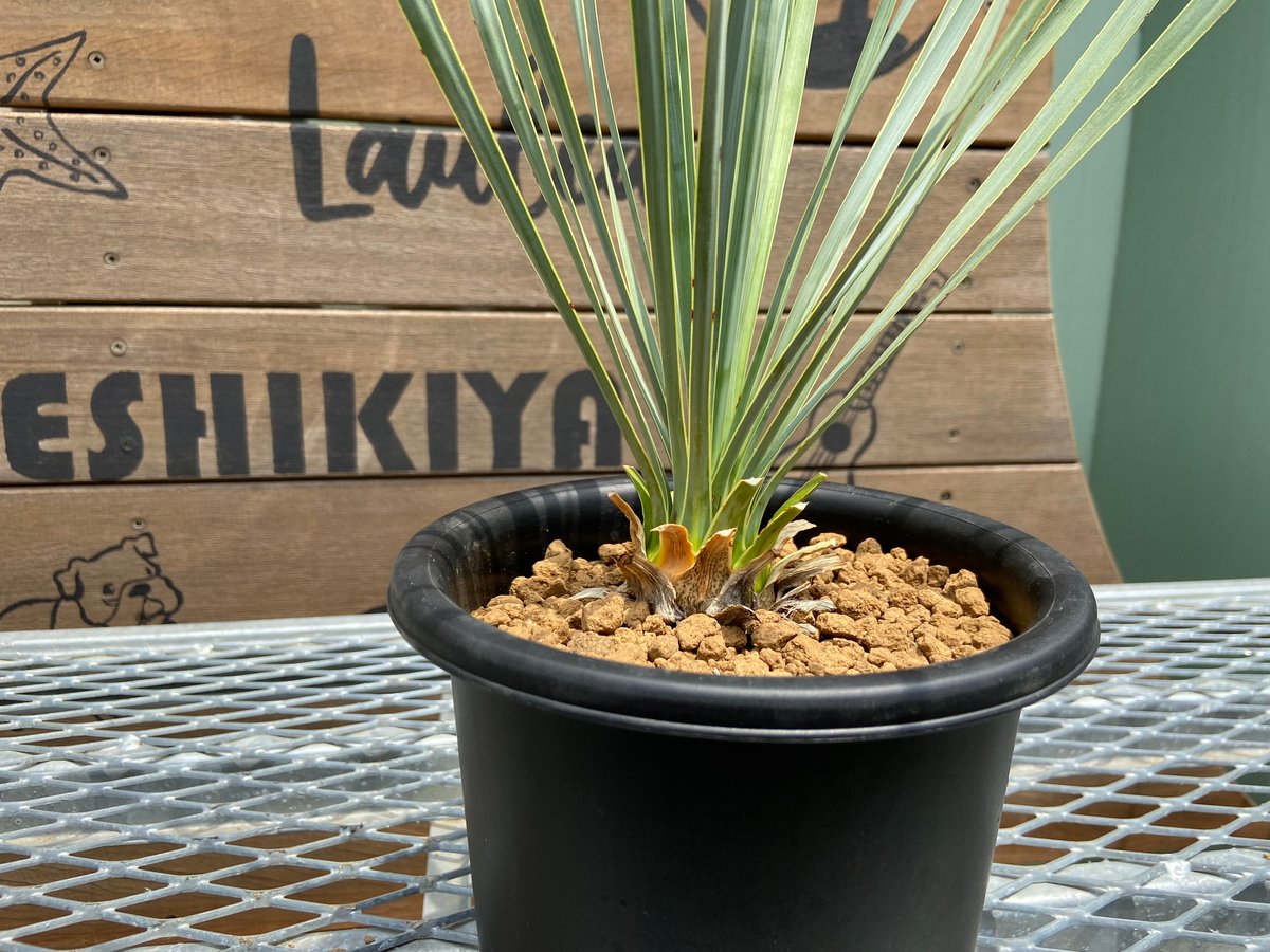 ケース販売 #3 ユッカ ロストラータ 発根済 yucca rostrata | www