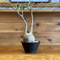 【Pachypodium gracilius】パキポディウム・グラキリス