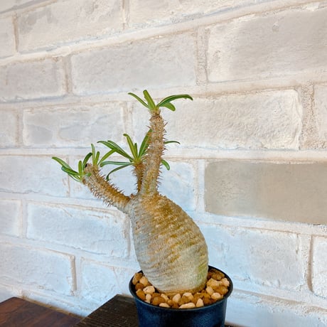 【Pachypodium gracilius】パキポディウム・グラキリス