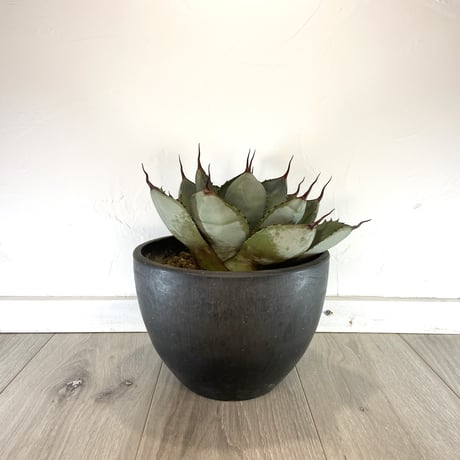 【Agave parryi var. truncata】アガベパリートランカータ