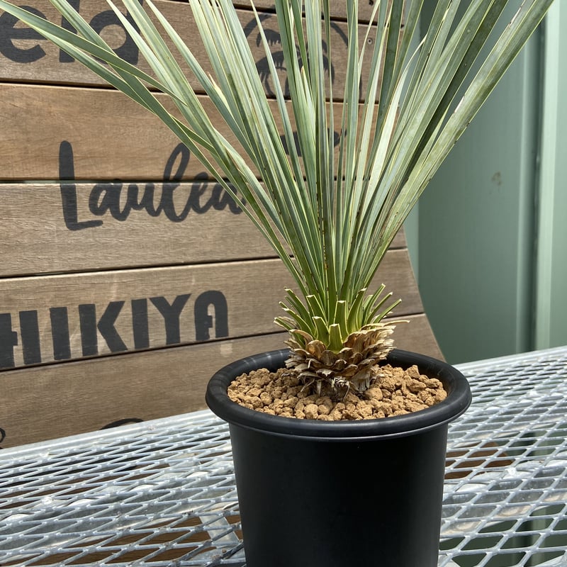 Yucca rostrata】ユッカ・ロストラータ | ACE GARAGE 8 - BAC Yucca rostrata】ユッカ・ロストラータ | ACE GARAGE 8 - BAC