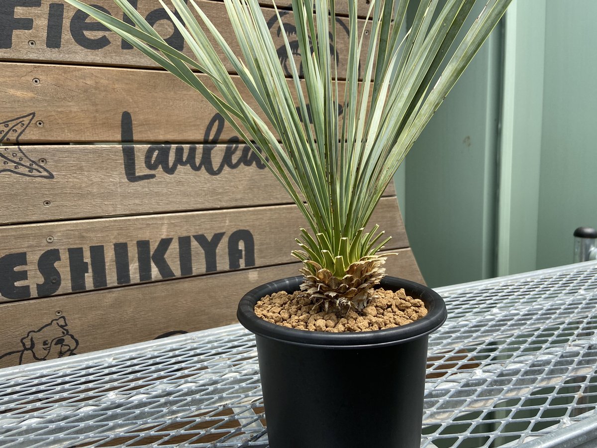 約50㎝幹高1. ユッカ ロストラータ yucca rostrata - その他