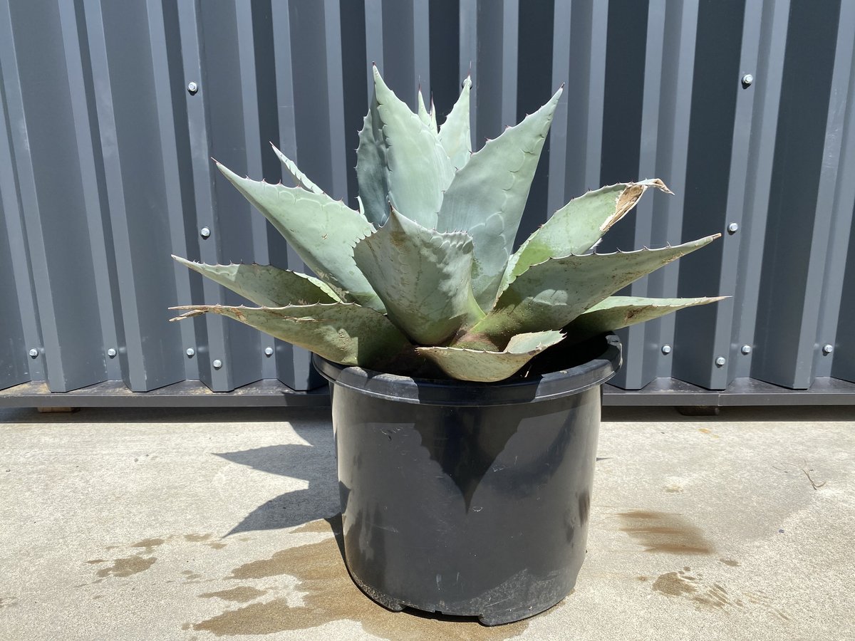 Agave ovatifolia】アガベ・オバティフォリア | ACE GARAGE 8 -