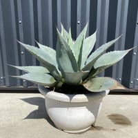 【Agave ovatifolia】アガベ・オバティフォリア