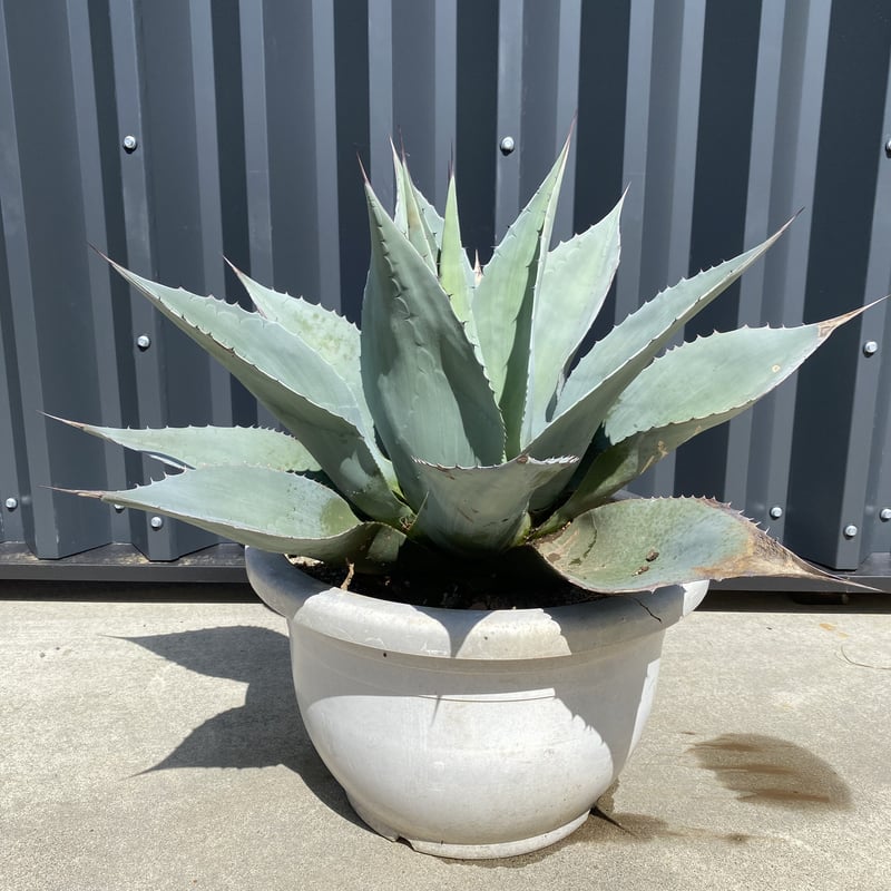 Agave　オバティフォリア